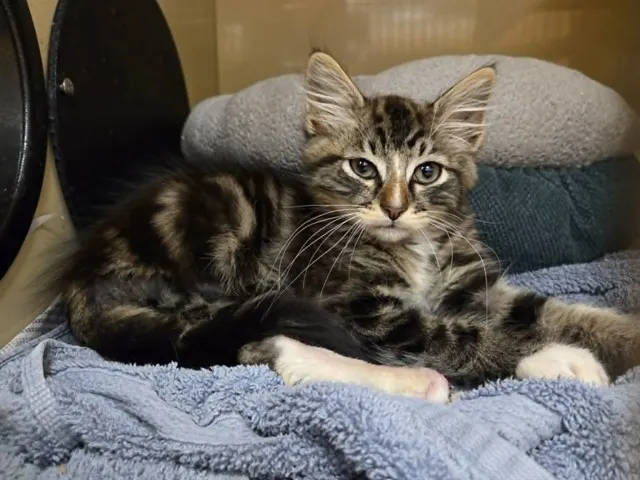 Adoptable Cat