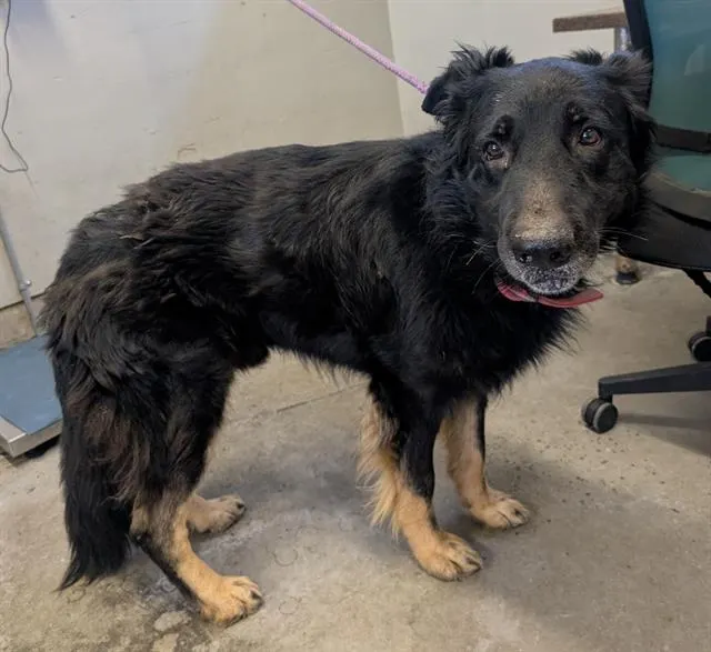 Adoptable Dog