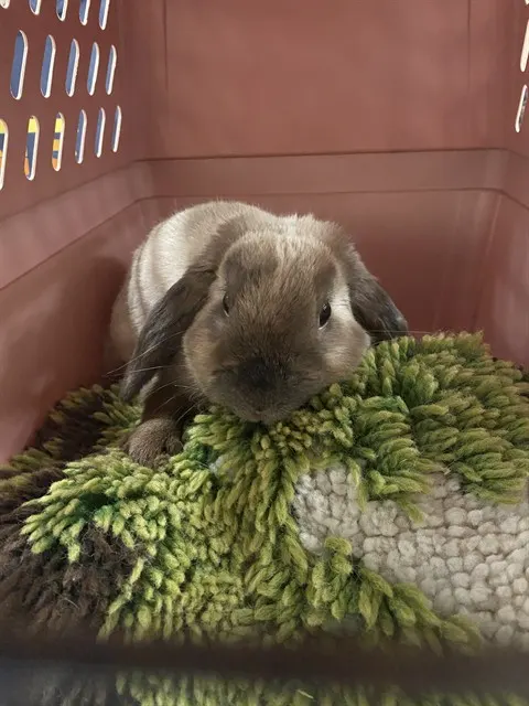 Sam