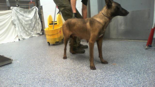 Adoptable Dog