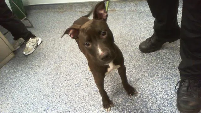 Adoptable Dog