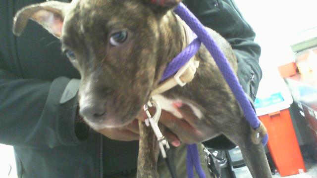 Adoptable Dog