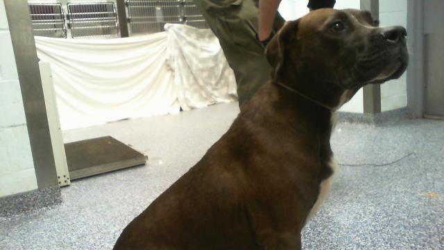 Adoptable Dog