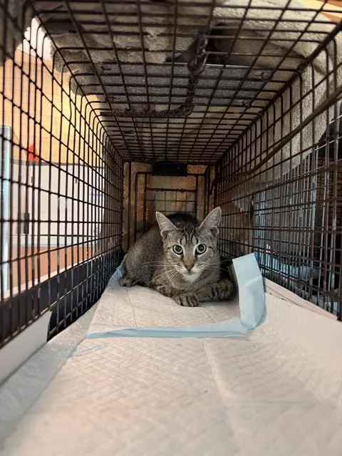 Adoptable Cat