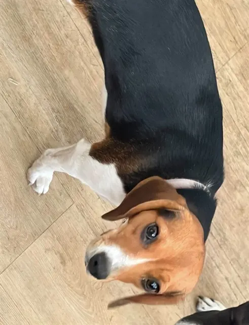 Dixie