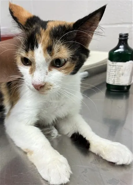 Adoptable Cat