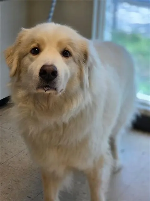 Timber