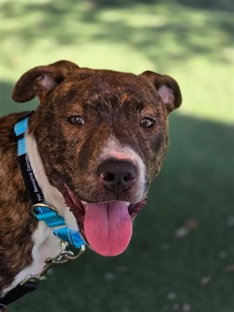 Adoptable Dog