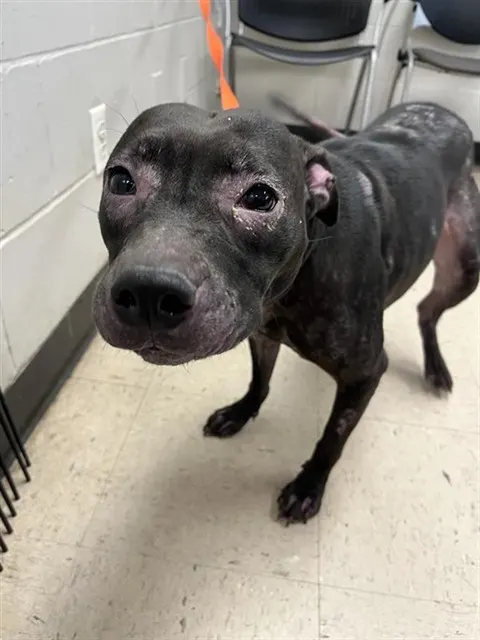 Adoptable Dog