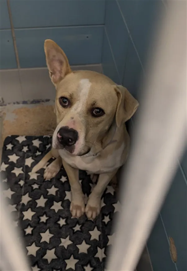 Adoptable Dog