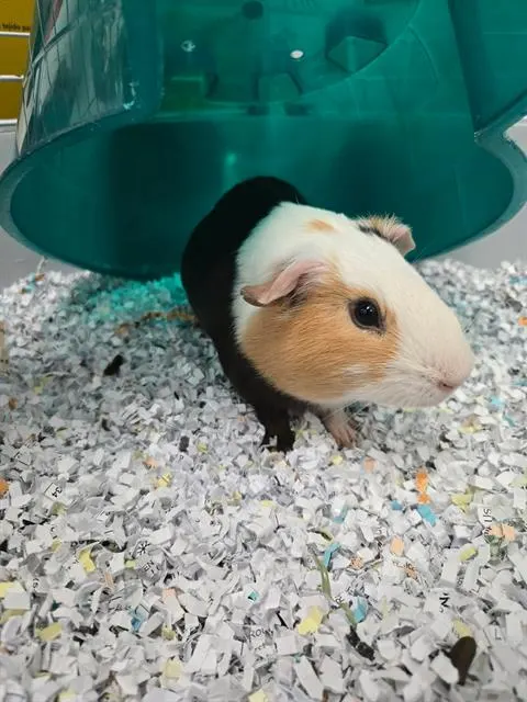 Romeo