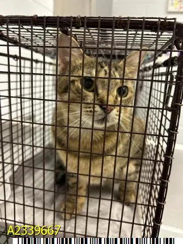 Cat Cat