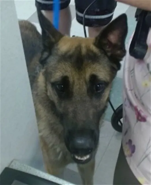 Adoptable Dog