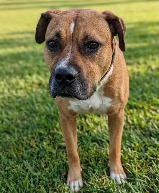 Brody