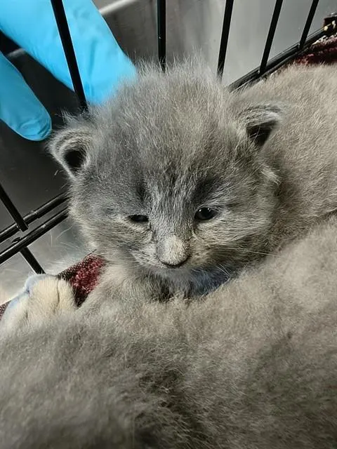 Caesar