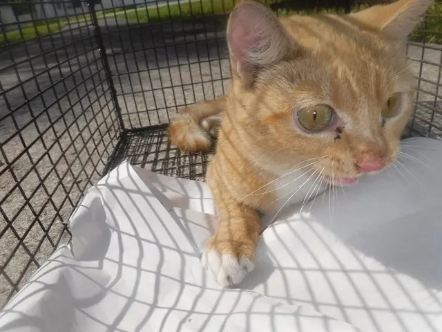 Adoptable Cat