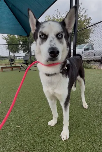 Pepper