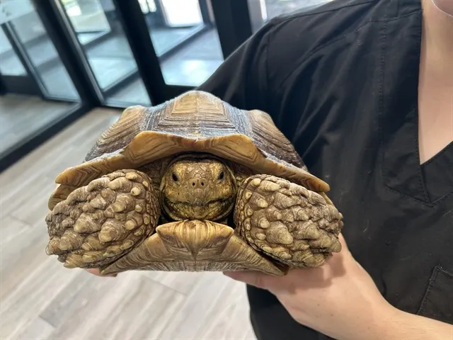 Bowser