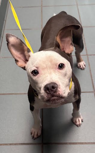 Adoptable Dog