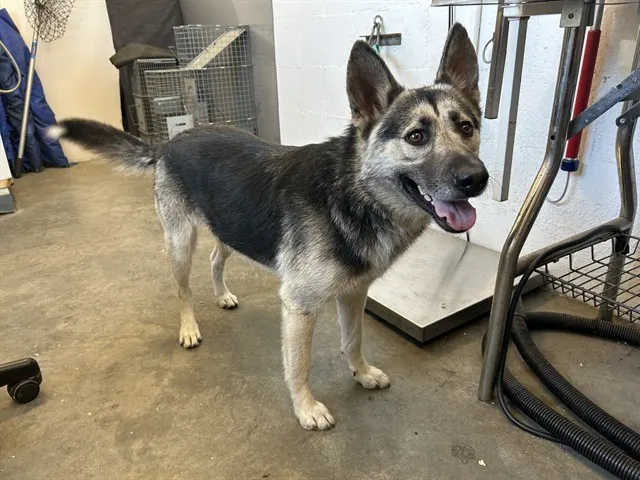 Adoptable Dog
