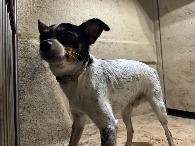 Adoptable Dog