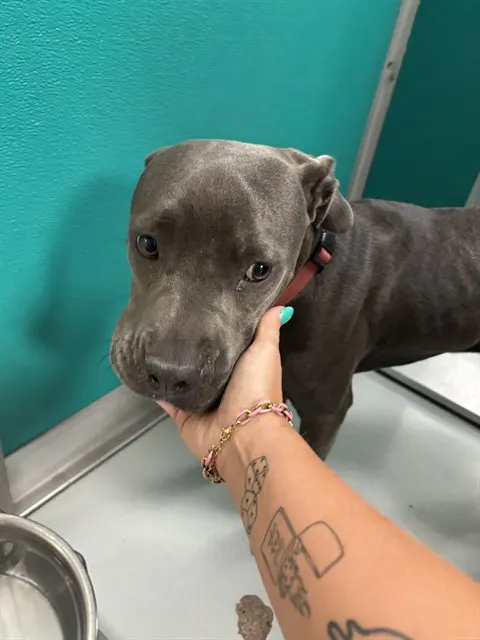 Adoptable Dog
