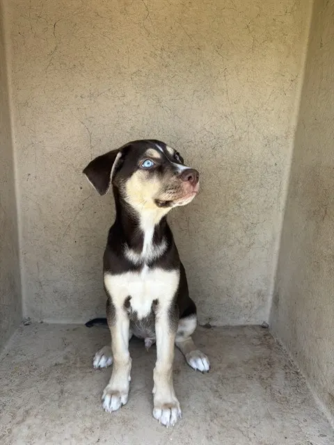 Adoptable Dog