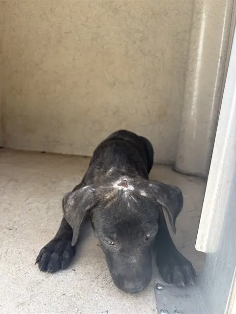 Adoptable Dog