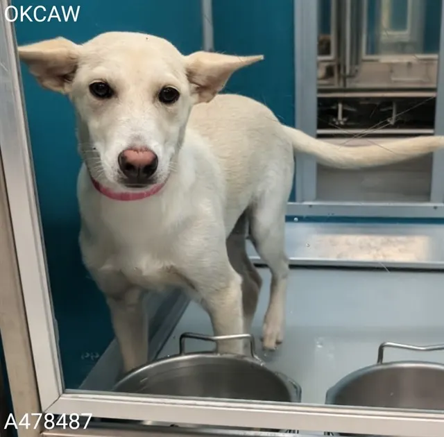 Adoptable Dog