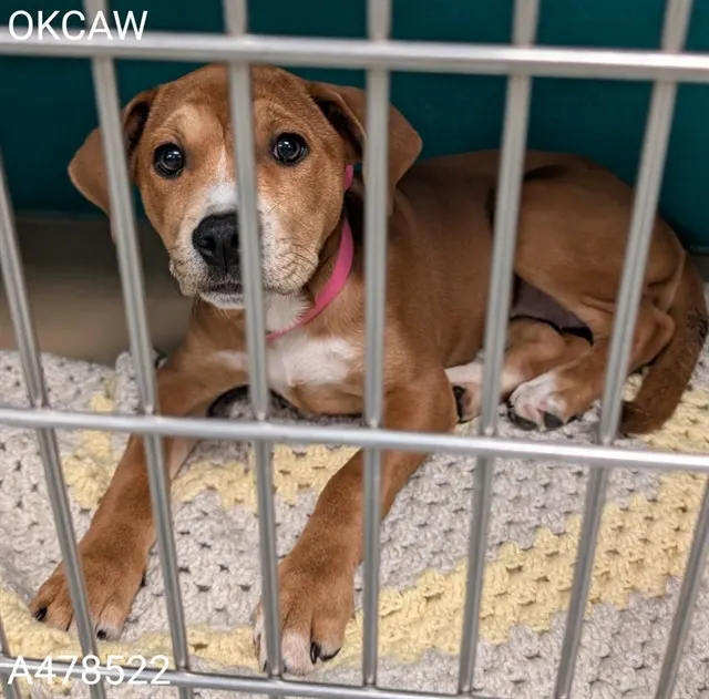 Adoptable Dog