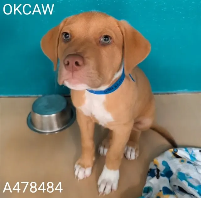 Adoptable Dog