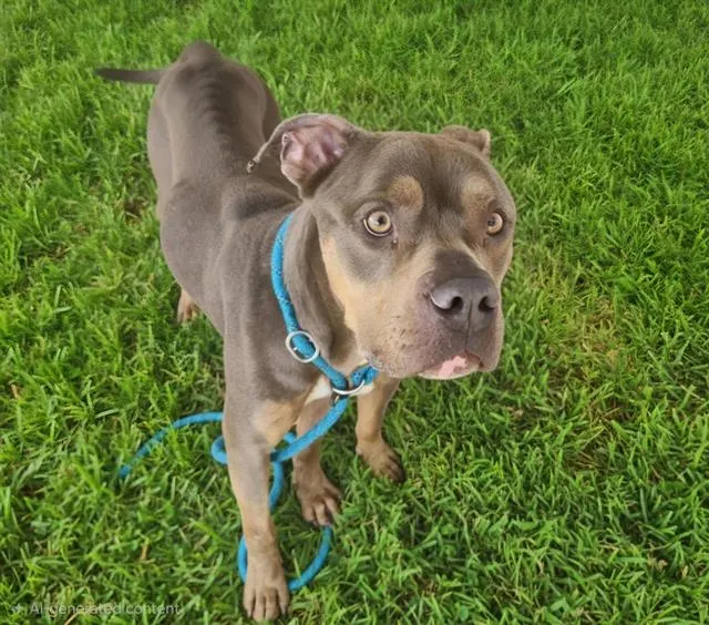 Kovu