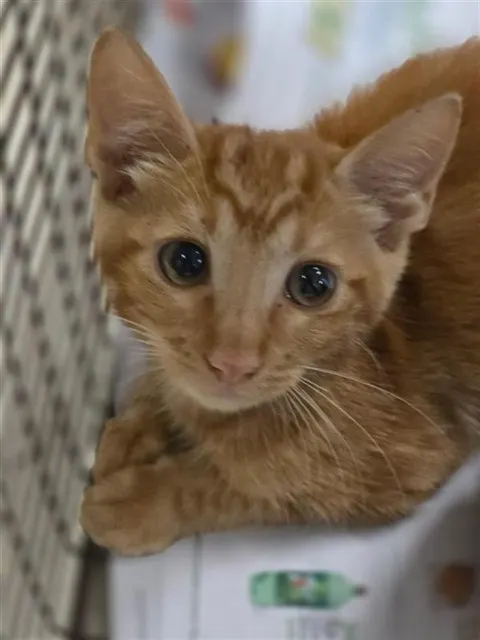 Adoptable Cat