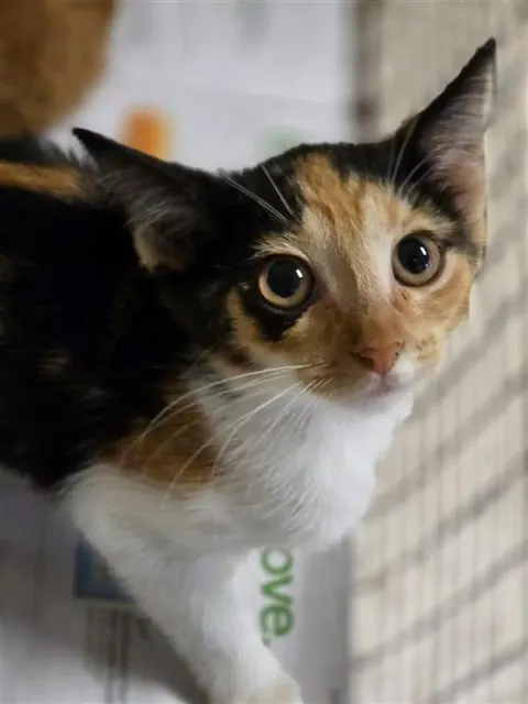 Adoptable Cat