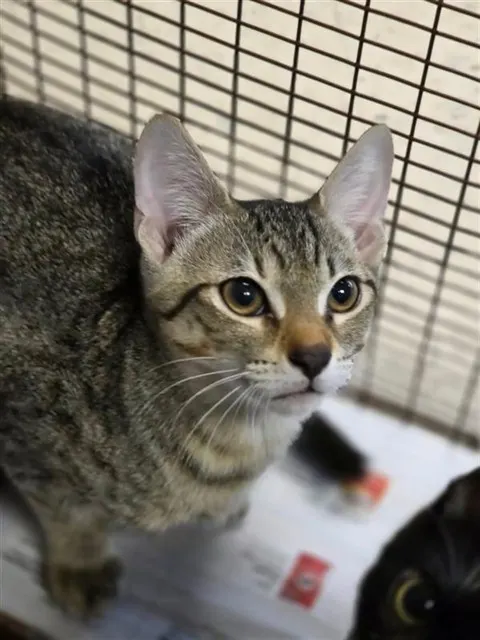 Adoptable Cat