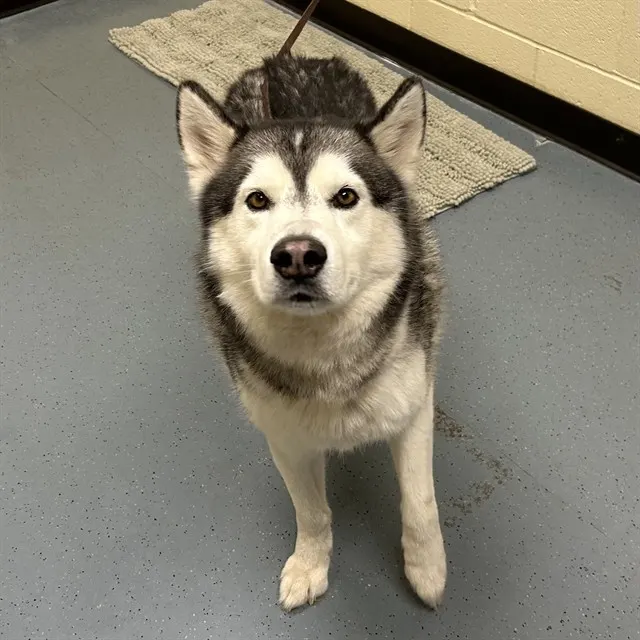 Max