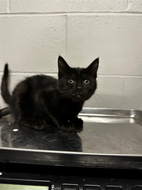 Kuro