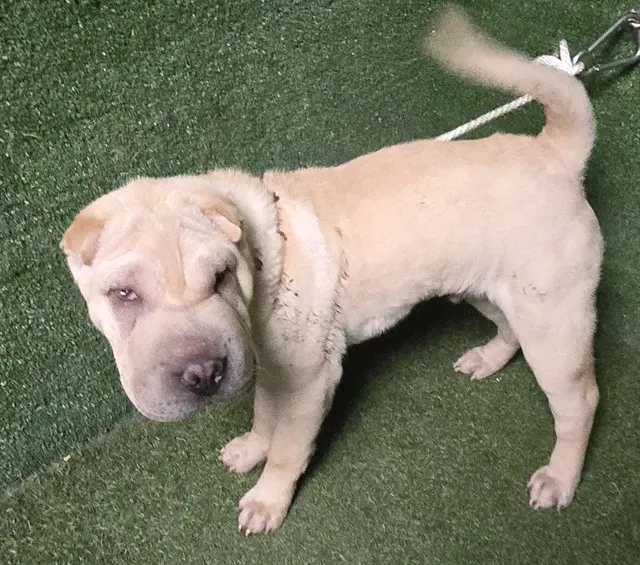 Adoptable Dog