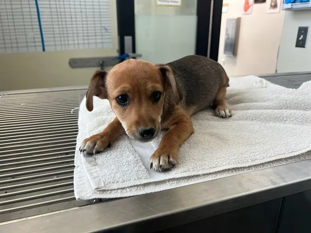 Adoptable Dog