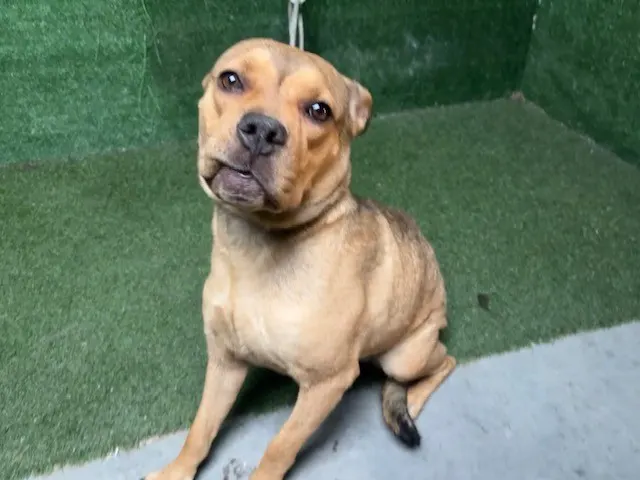 Adoptable Dog