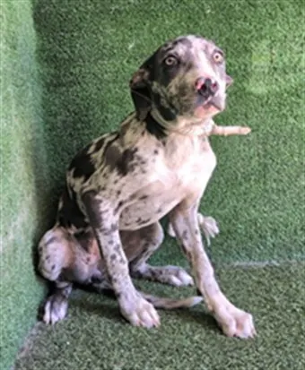 Adoptable Dog