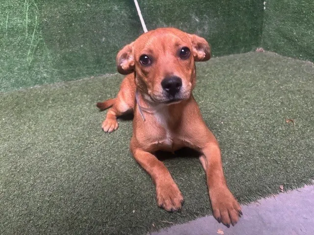 Adoptable Dog
