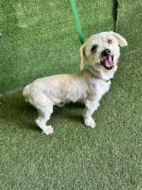 Adoptable Dog