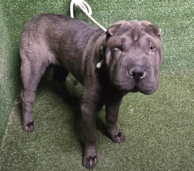 Adoptable Dog