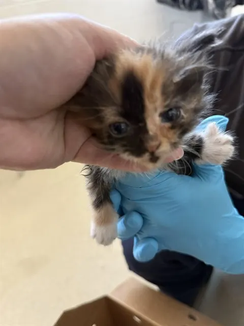 Adoptable Cat