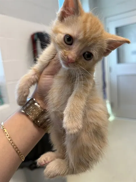 Adoptable Cat