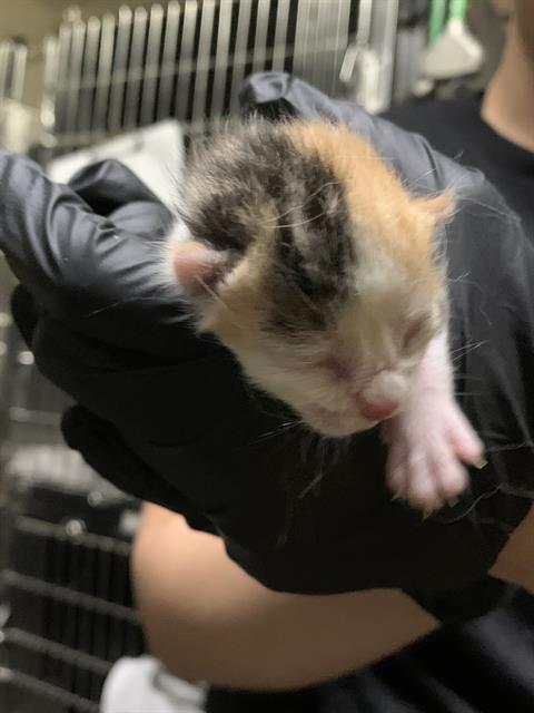 Adoptable Cat