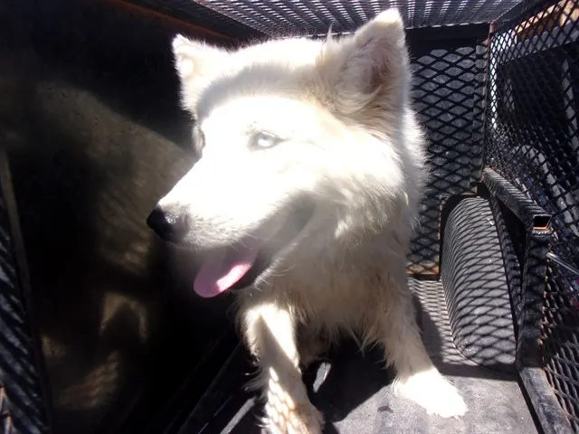 Adoptable Dog