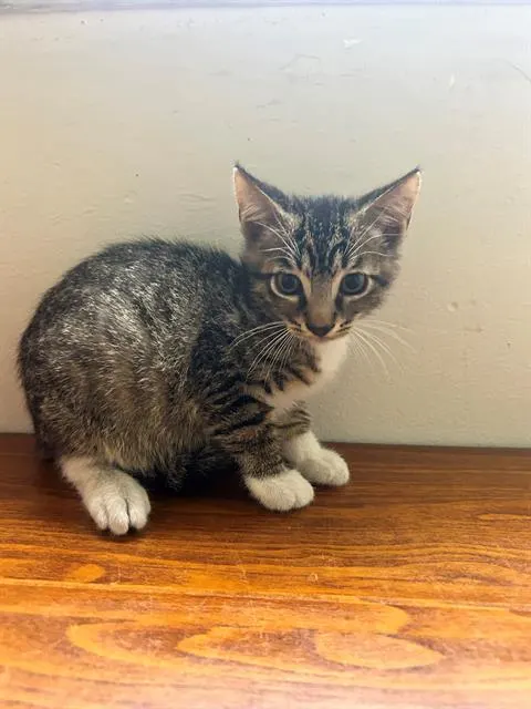 Pepper