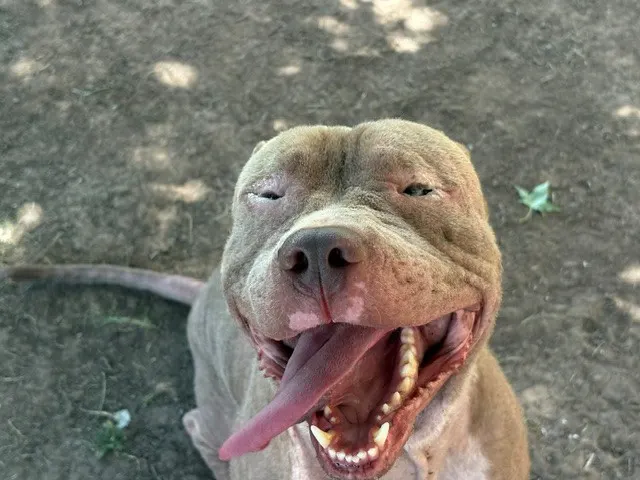 Pierre